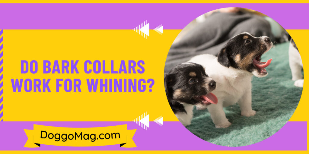 How Tight Should A Shock Collar Be? Collar Fitting Guide DoggoMag