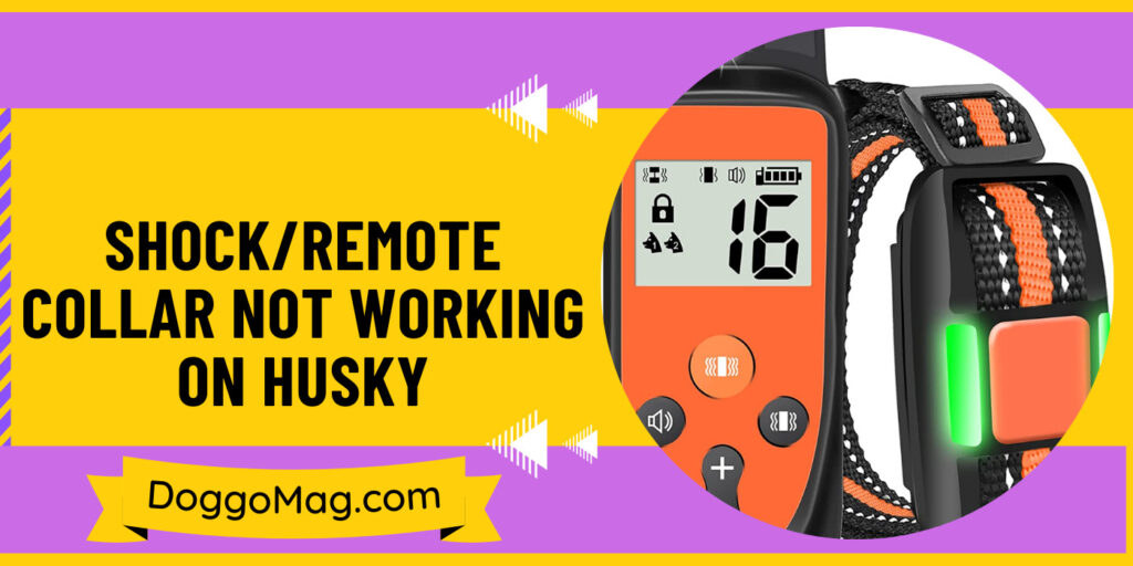 Coller Not Remote/Shock Collar Not Working On Husky/Troubleshooting - DoggoMag
