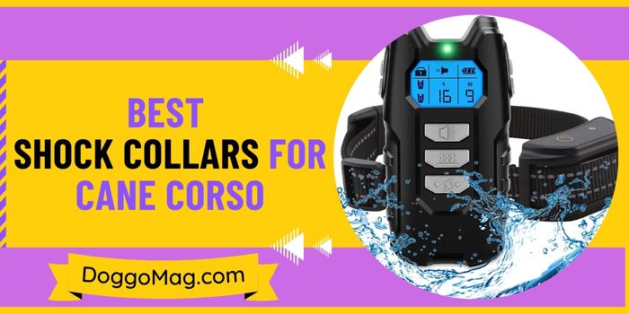 Best Shock Collars For Cane Corso