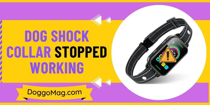Dog Shock Collar Stopped Working and Troubleshooting Guide