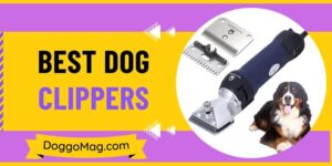 Beautiful view of Most Precise Dog Clippers For Precision Cuts