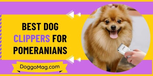 5 Heavy Duty Best Clippers For Double Coated Dogs 2024 Photo Inspiration