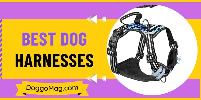 7 (Premium) Best Dog Harnesses for A-to-Z Breeds in 2024