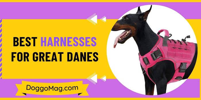 5 (Lightweight) Best Harnesses for Great Danes in 2024