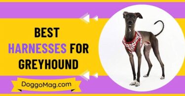 Best Harnesses for Greyhound