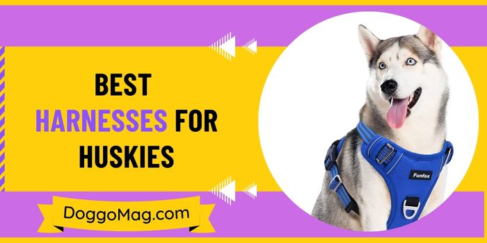 5 (Breathable) Best Harnesses for Huskies in 2024