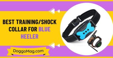 Best Training Shock Collar for Blue Heeler
