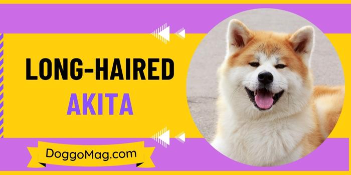 Beyond Expectations: Exploring the Long-Haired Akita’s Allure