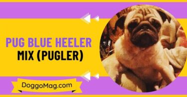 Pug Blue Heeler Mix (Pugler)