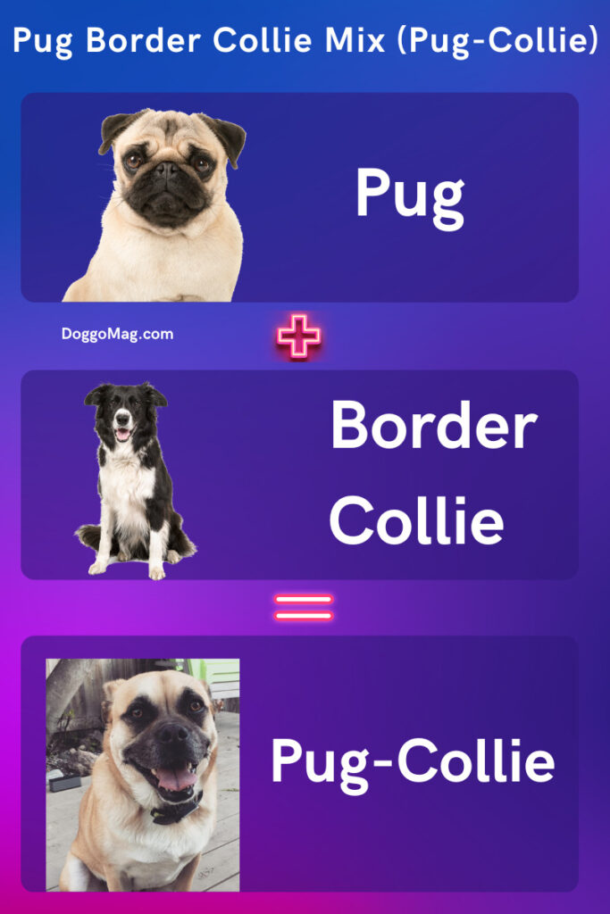Pug Border Collie Mix (Pug-Collie) - infographic