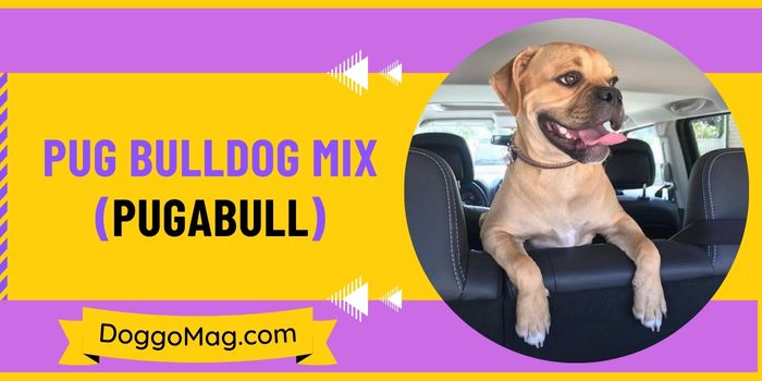 Pug Bulldog Mix (PugaBull)