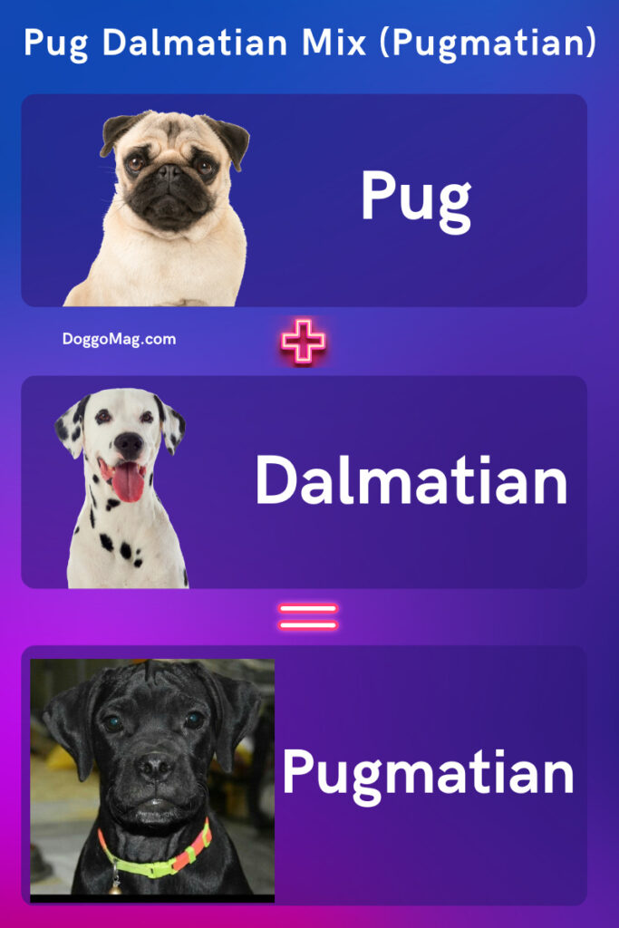 Pug Dalmatian Mix (Pugmatian) - infographic
