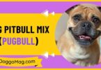 Pug Pitbull Mix (Pugbull)