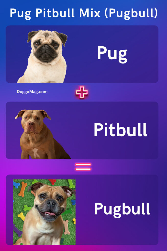 Pug Pitbull Mix (Pugbull) - infographic
