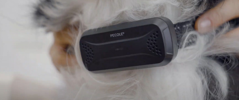 PECOLE Dog Shock Collar on Dog