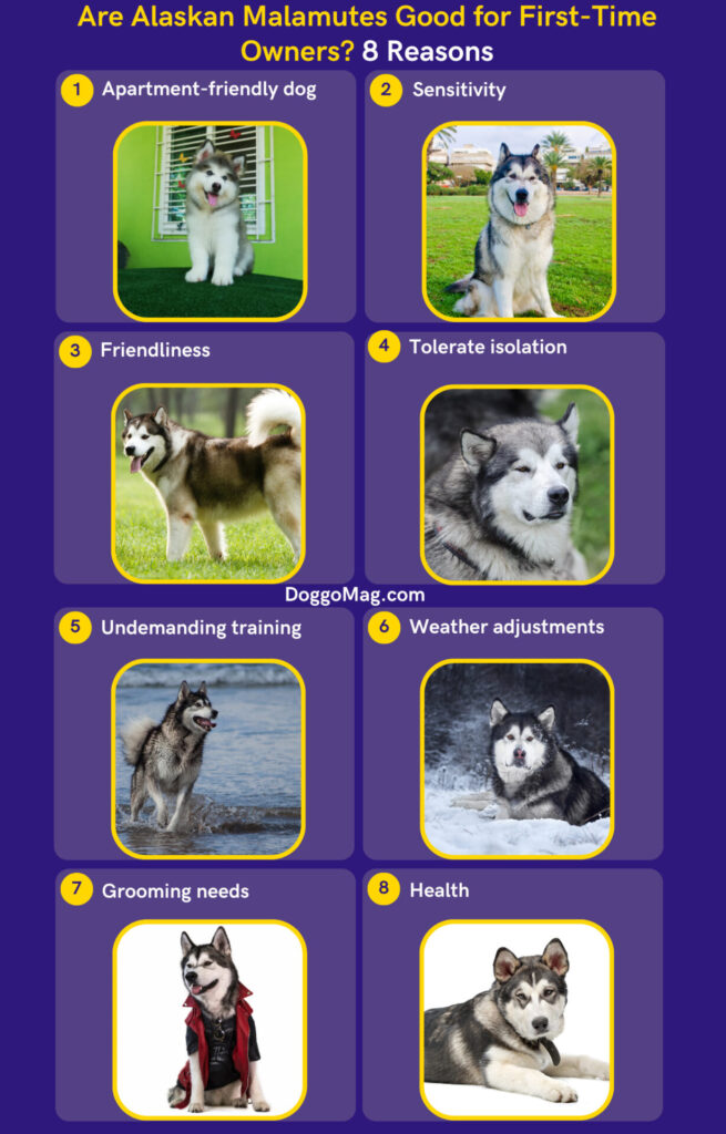 Are Alaskan Malamutes Good for First Time Owners? - Infographic