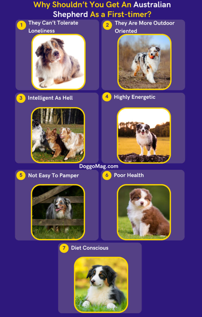 Are Australian Shepherds Good for First Time Owners? - Infographic