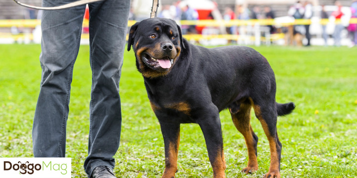 Are Rottweilers Good For First-Time Owners? 6 Trainer-Backed Reasons