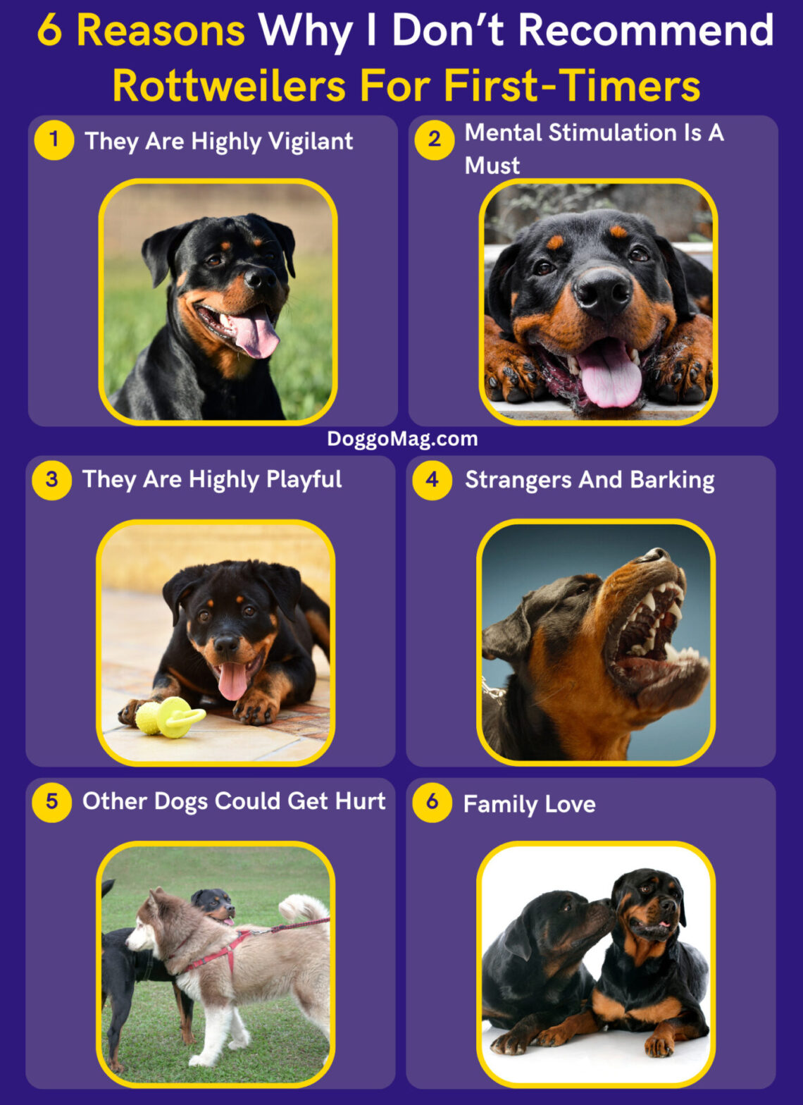 Are Rottweilers Good For FirstTime Owners? 6 TrainerBacked Reasons DoggoMag