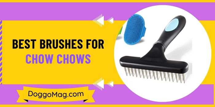 Best Brushes For Chow Chows