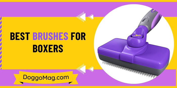 Best Brushes for Boxers