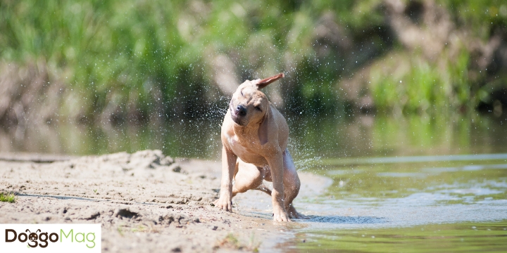 Can Pitbulls Swim? 2 Reasons They Can't