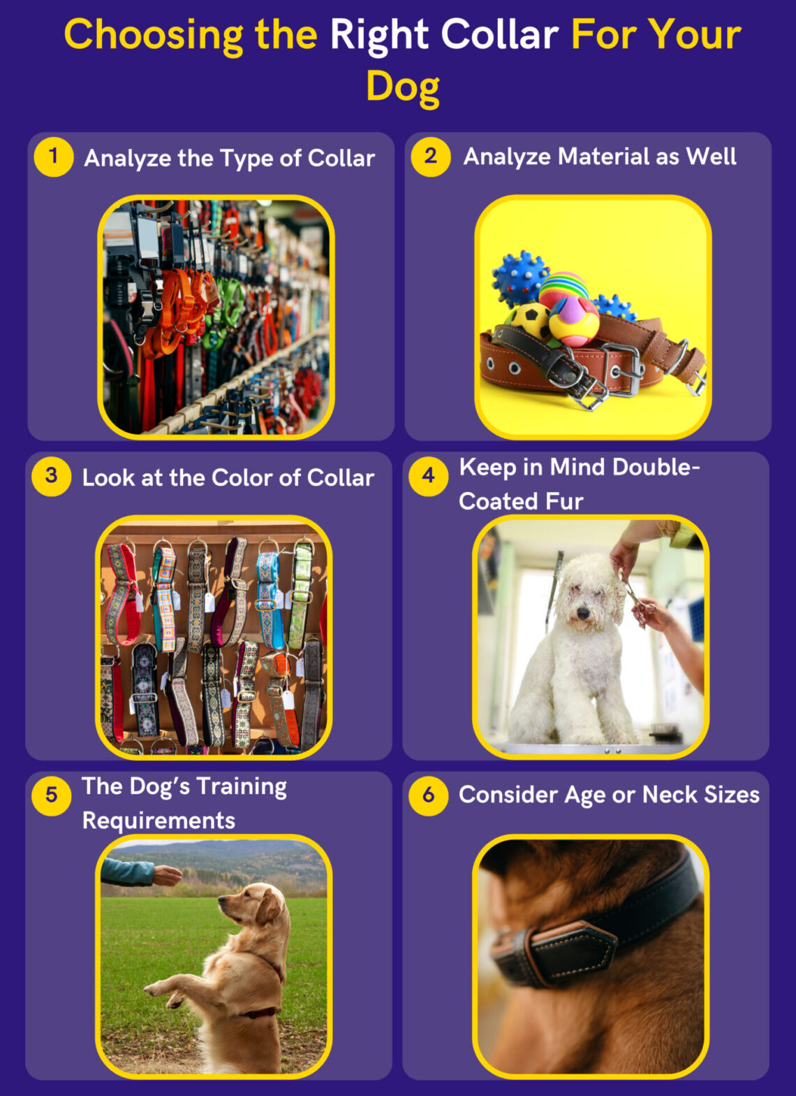 View of How To Choose The Right Collar For Your Dog? Personal Tips - DoggoMag