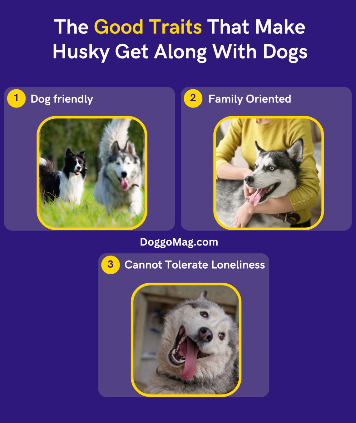 Do Huskies Get Along With Other Dogs? Top 11 Compatible Dogs - DoggoMag