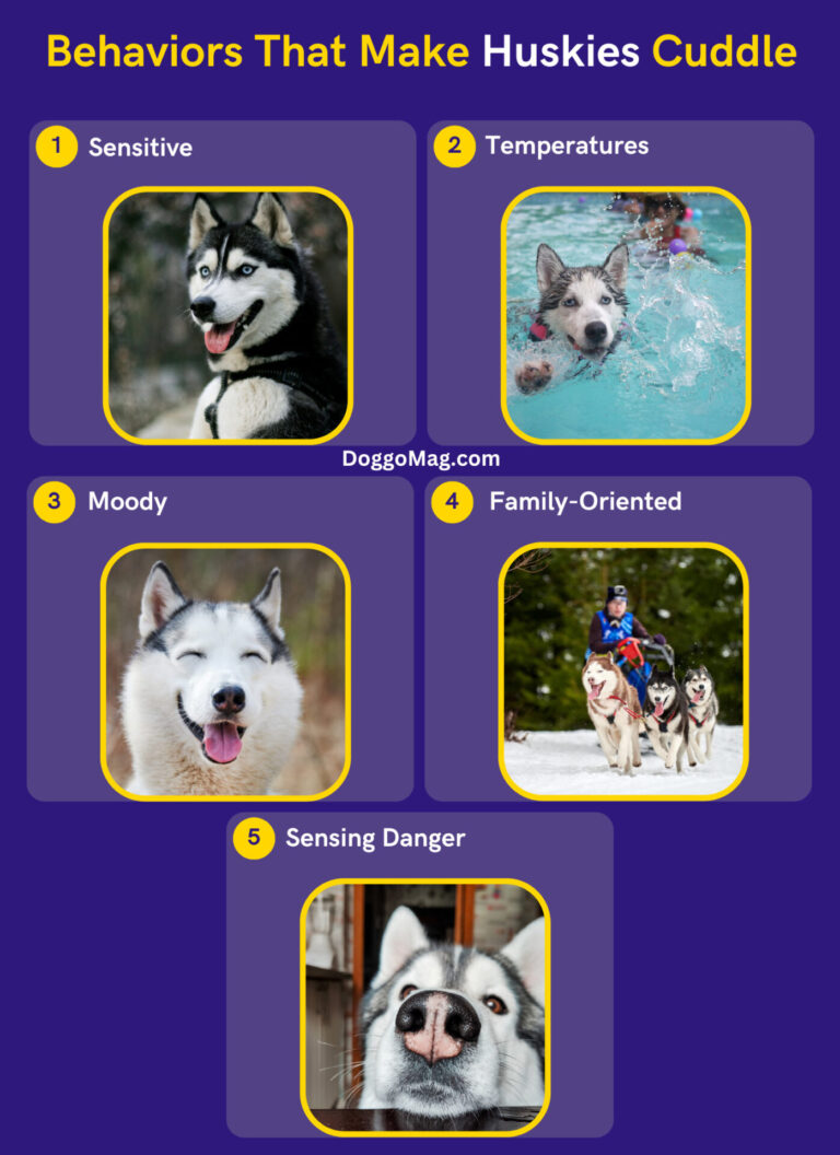 Do Huskies Like To Cuddle? Here's What A Dog Trainer Has To Say DoggoMag