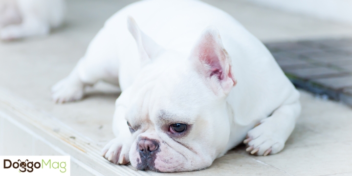 Factors Affecting The Total Sleeping Hours Of Your French Bulldogs