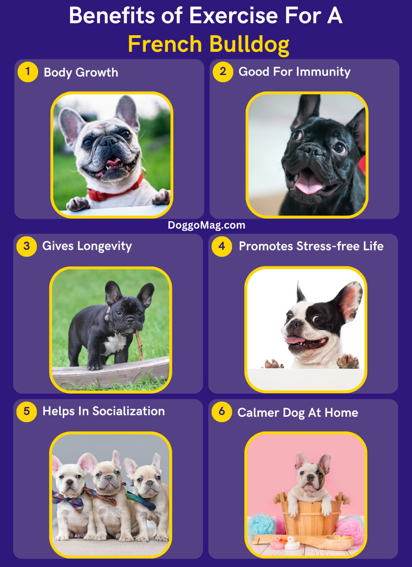 How Much Exercise Does A French Bulldog Need? DoggoMag