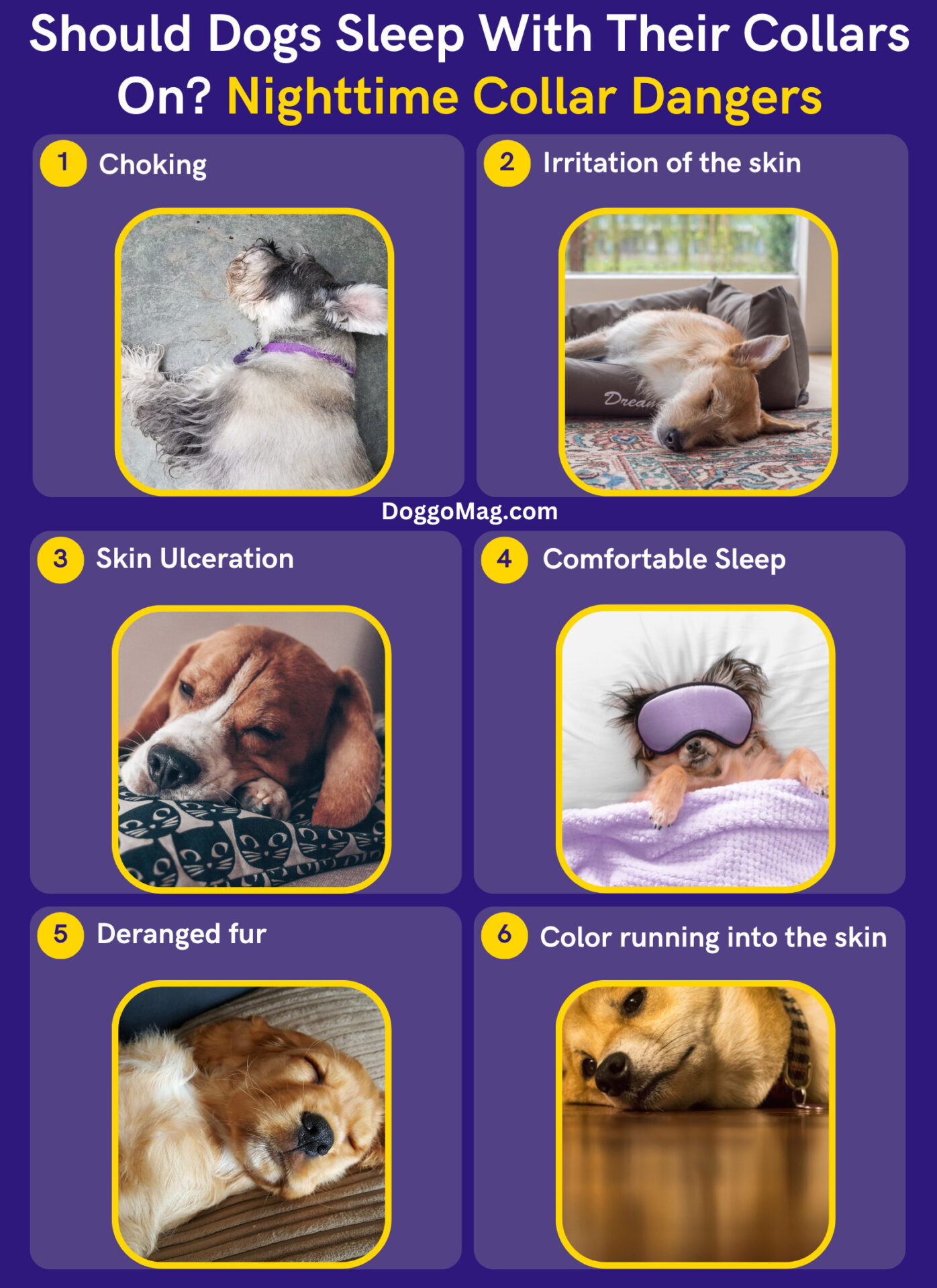 Should I Take My Dog Collar Off At Night? 6 Reasons DoggoMag