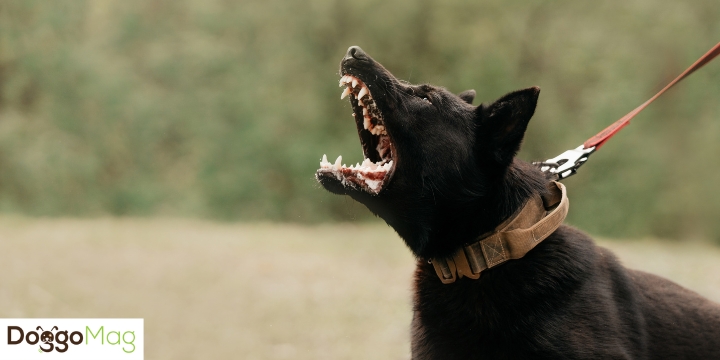 Train an aggressive dog with a shock collar